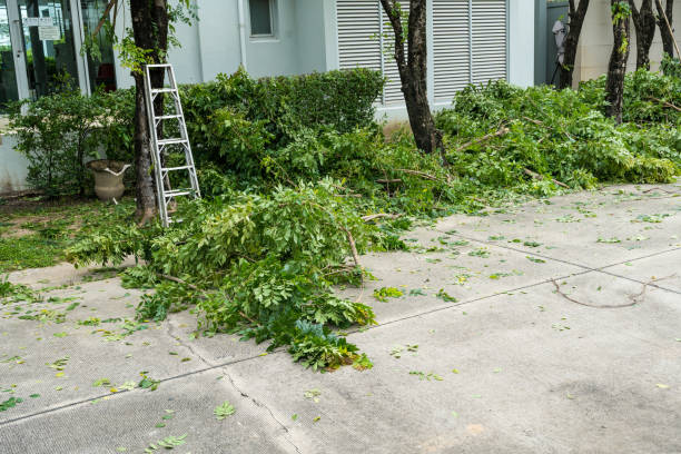 New Pekin, IN Tree Removal Company