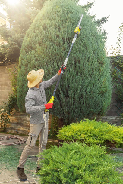 How Our Tree Care Process Works  in  New Pekin, IN